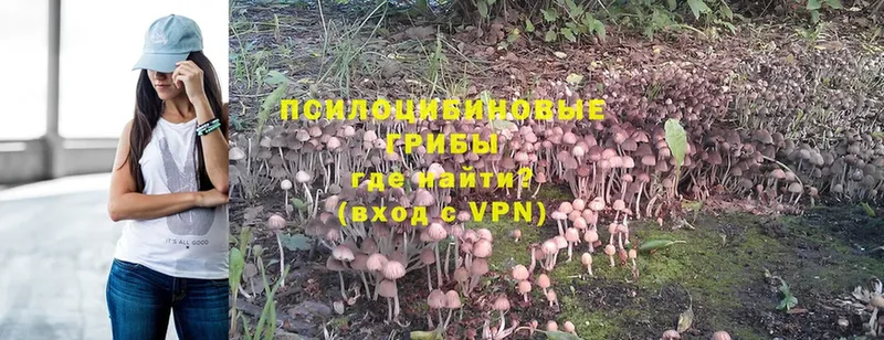 Галлюциногенные грибы Psilocybe  ссылка на мегу tor  Дедовск 